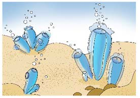 海鞘：从游动到固着后大脑退化的示意图